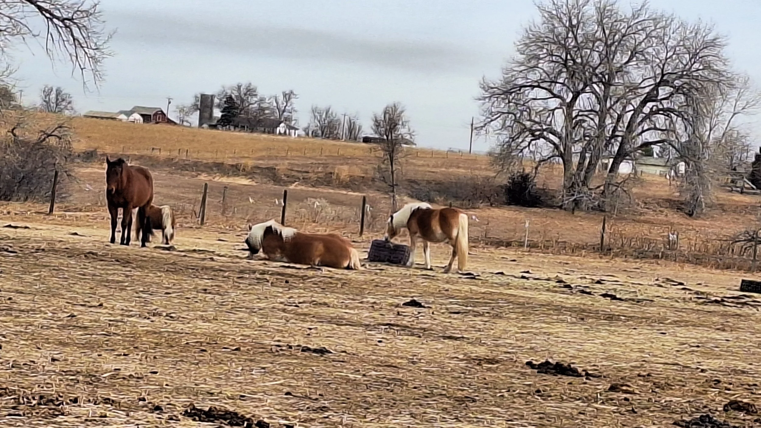 Horses resting together in the pasture at Gifted Horse Haven
